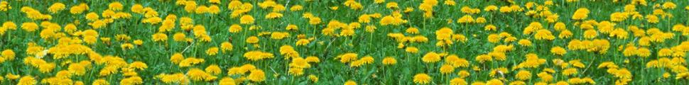 4908-3_flowers_086.jpg