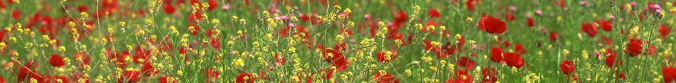 9419-nature-panorama_003.jpg