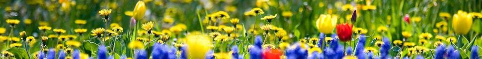 9567-spring-flowers_022.jpg