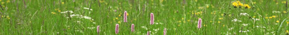 9808-nature-panorama_026.jpg